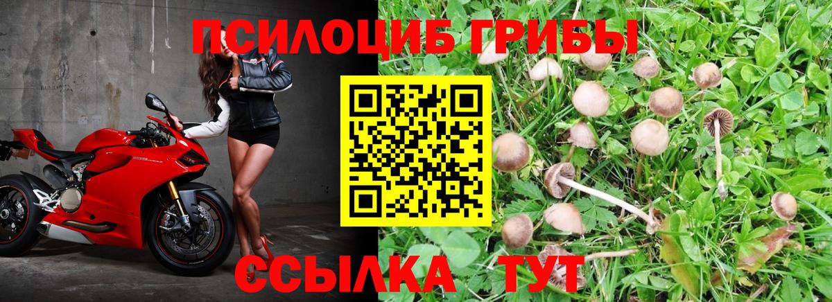 Ессентуки  Псилоцибиновые грибы мицелий  Вход с VPN 